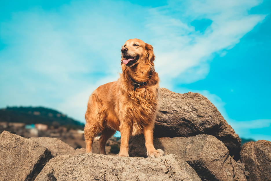 Four reasons truck drivers love their pets